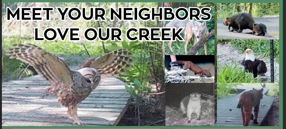 Meet Your Neighbors, Love Our Creek on February 28