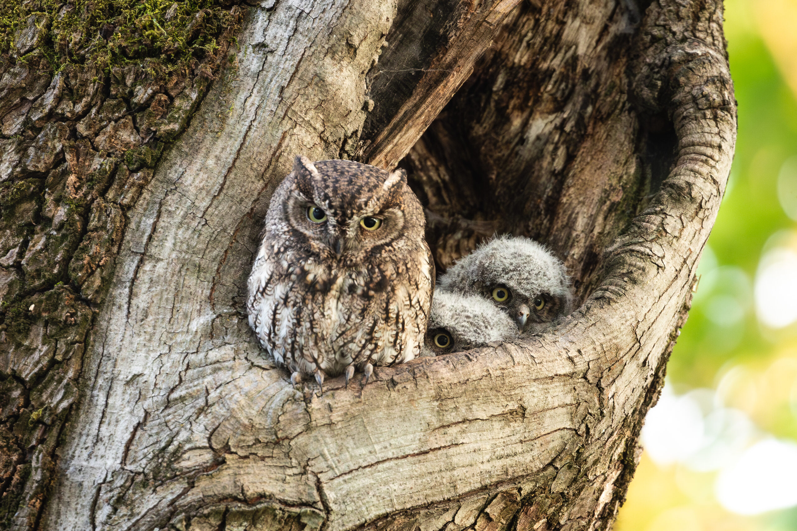 Owl mother and chicks